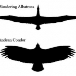 Short Albatross & Long Albatross Options Strategy